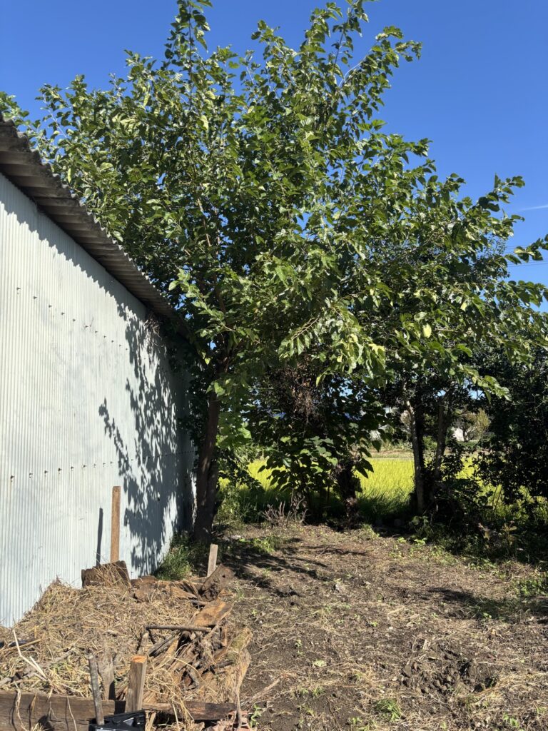 愛知県江南市伐採前